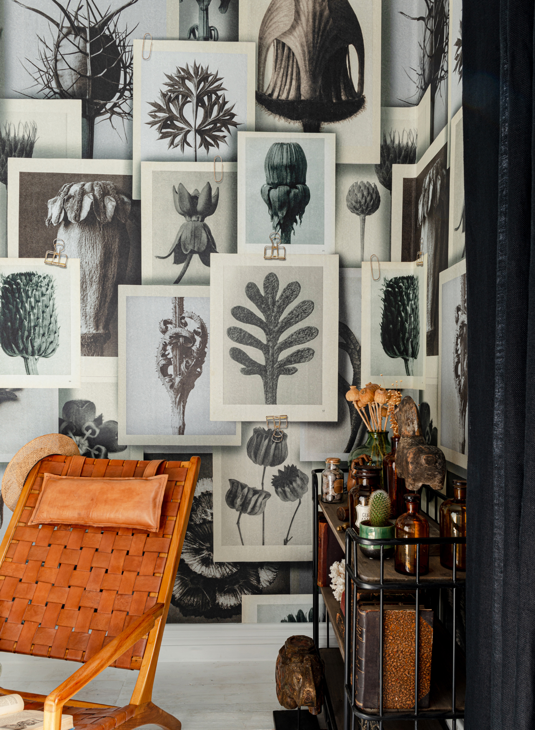 Tapete Blossfeldts Art Forms