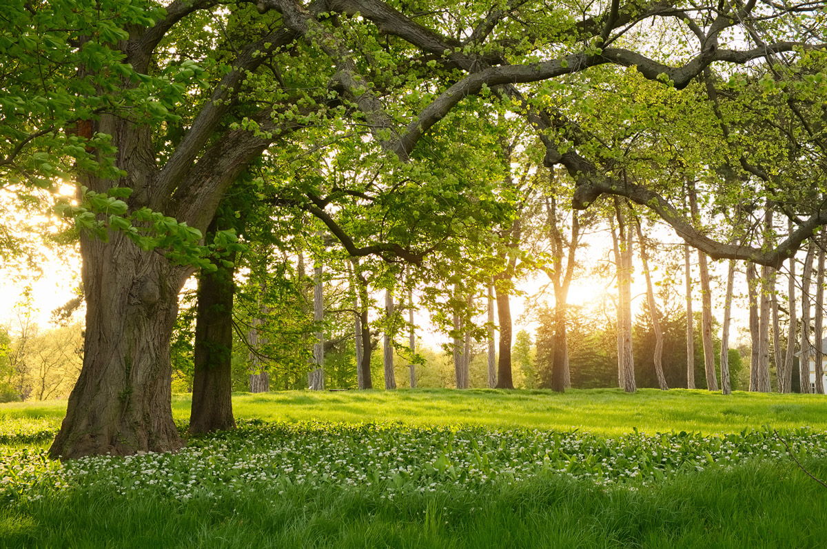 Wandbild Verdant
