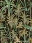 5578_2_MindTheGap_The-Jungle_WP20523-94159