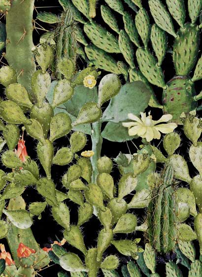 Tapete Opuntia - WP20165