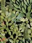 3439_1_mindthegap_opuntia_wp20165-29519