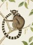 5177_3_sanderson_ringtailed-lemur_216664-54576