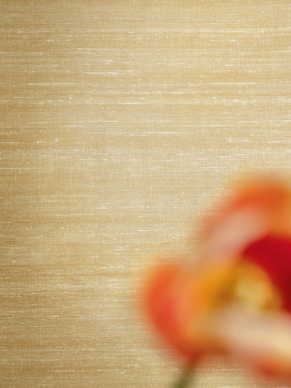 Tapete Kosa Silk - VP 928 13