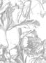 7511_3_KEK_Amsterdam_Wandbild_Engraved_Flowers_1-69092