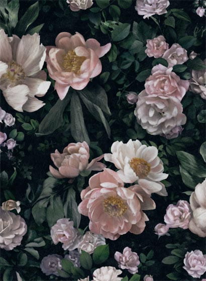 Tapete New Dawn Rose - 7234
