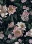 3898_1_boras_new-dawn-rose_7234-30964