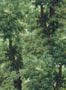 8342_2_MINDTHEGAP_Branchy_WP20785-112330