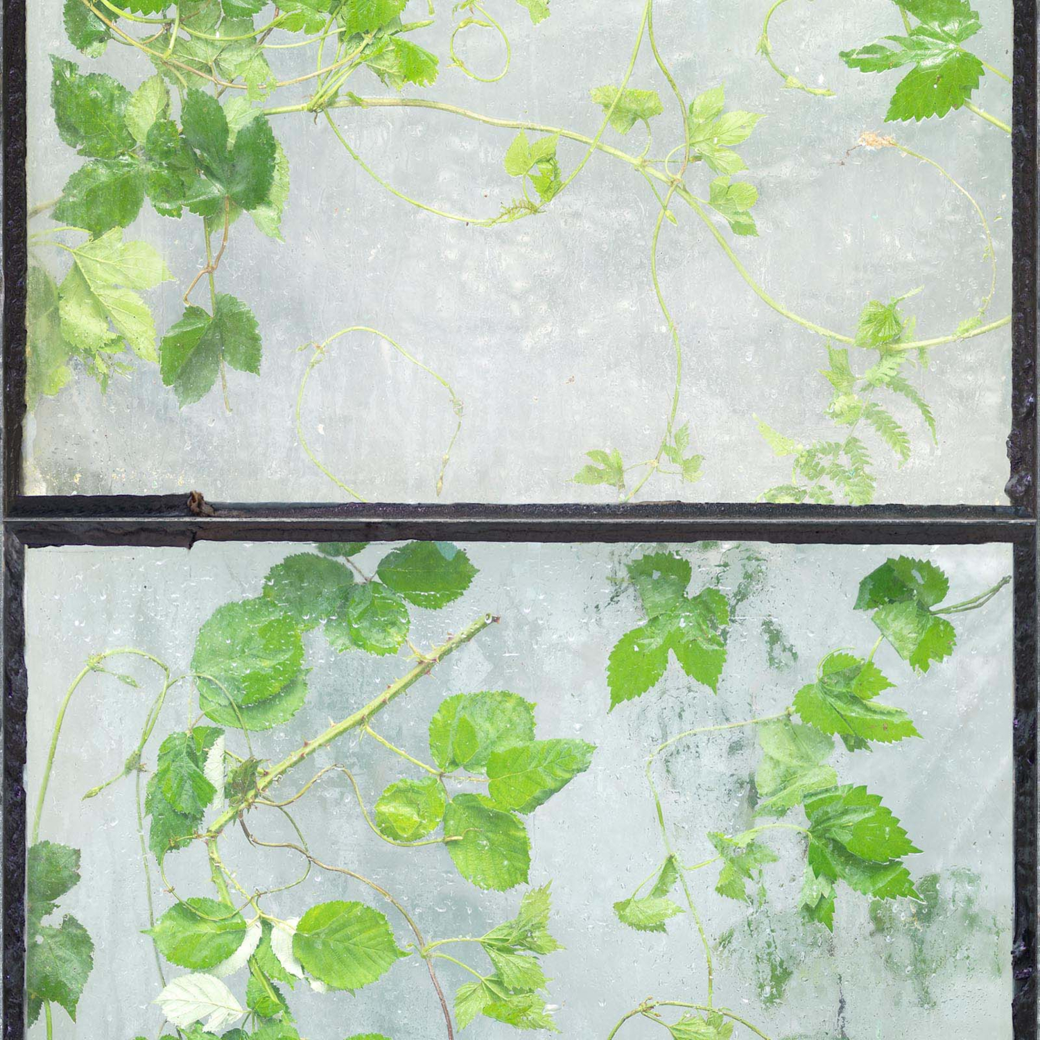 Tapete Greenhouse - ERG-01