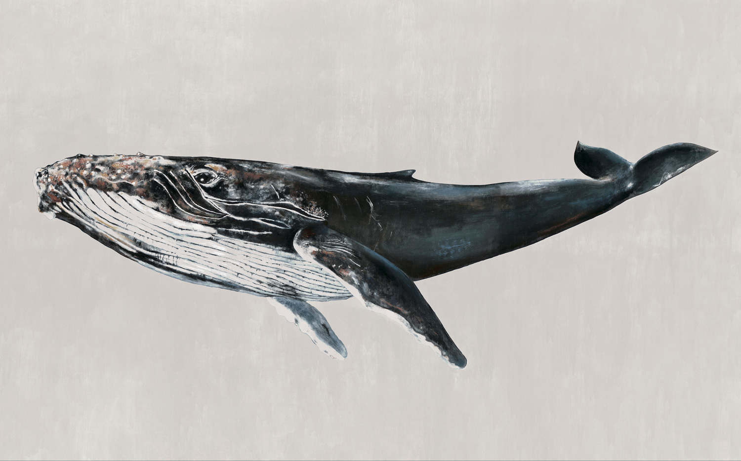 Wandbild Humpback Whale - Grey