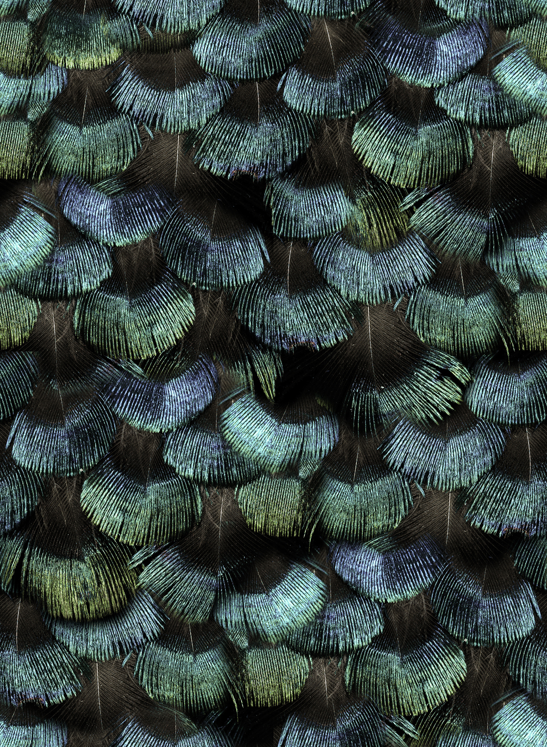 Tapete Petite Peacock Plumage - Opal