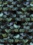 6657_1_Rebel_Walls_Petite_Peacock_Plumage_R18553-81922