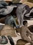9401_2_Arte-International_Saturnia_70501-91026