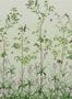 7701_1_Little-Greene_Bird-and-Bluebell_0263BIPEAGR-100059