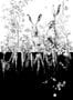 4477_1_edmont_petit_lievres_rm100-01_blanc_et_noir-53889