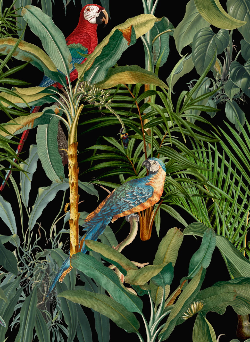 Tapete Parrots of Brasil - WP20522