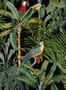 5577_1_Mindthegap_Tapete_Parrots_of_Brasil_WP20522-69775