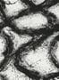 6804_4_Harlequin_Enigmatic_HRWT113108-130438