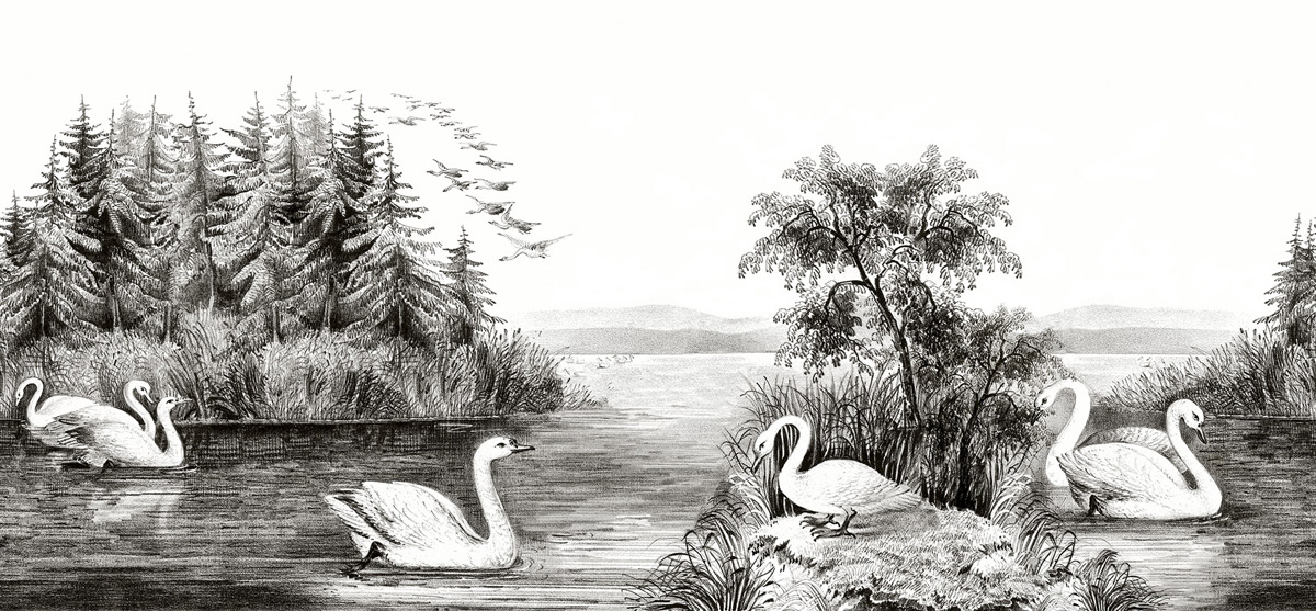 Wandbild Swan Lake - Black/ White