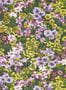 8392_1_Harlequin_Wildflower_Meadow_113049-115171