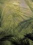 8572_2_Coordonne_Wandbild_Palms_9600601-70304