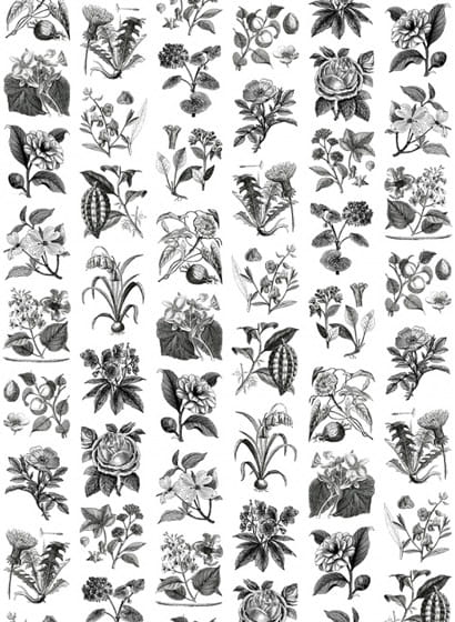 Wandbild Fruit & Flora - Black/ White