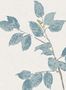 17616_01_Lewis_and_Wood_Beech_LW236506-157733