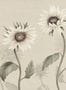 16262_2_Sandberg_Sunflowers_S10529-141507