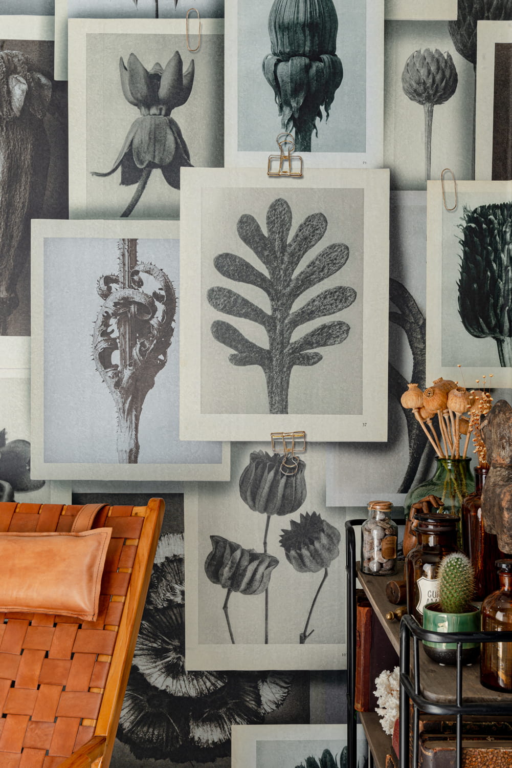 Tapete Blossfeldts Art Forms - WP20595