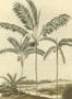 8877_1_Eijffinger_Palm_Portrait_Natural_317406-76548