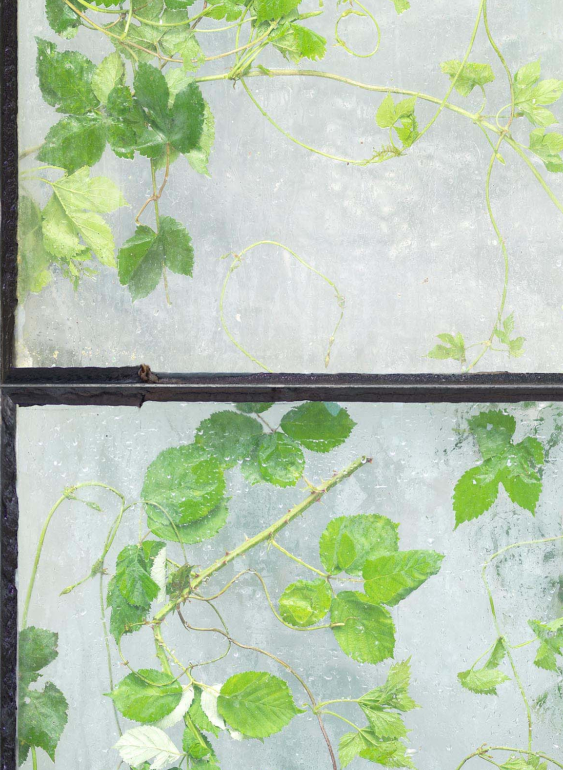 Tapete Greenhouse - ERG-01
