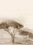 9312_5_Coordonne_Serengueti_Sepia_YSP0274-88621