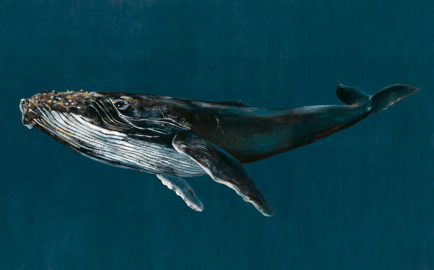Wandbild Humpback Whale - Ocean