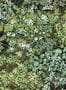 8007_2_Josephine_Munsey_Broccoli_Canopy_JMW_100411-111010
