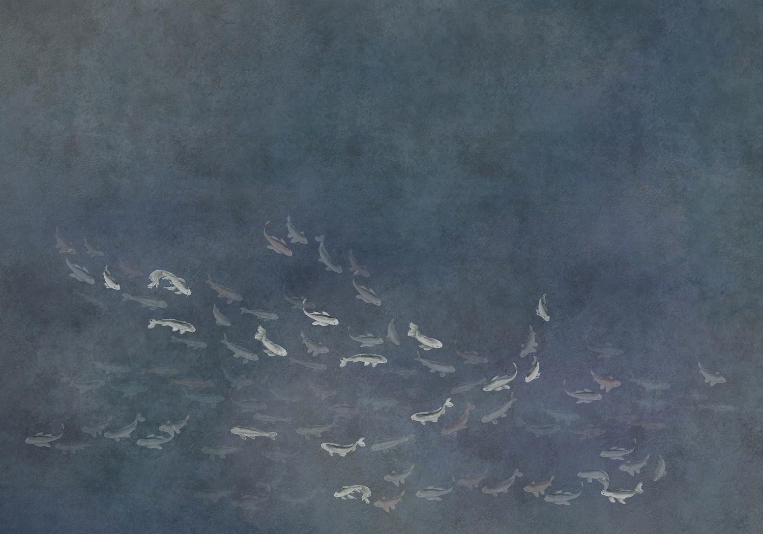 Wandbild Koi - Dark