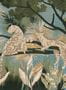 18144_02_Tres_Tintas_Onça_M5301-2-179560