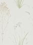 3681_1_sanderson_farne-grasses_216486-30349