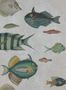 3443_2_mindthegap_poissons_wp20182-29530