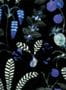 3105_4_nobilis_daiquiri_cos163-28284