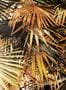 6775_1_Jean_Paul_Gaultier_Polynesie_3344-01-91107