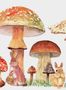 8833_1_Coordonne_Sweet_Forest_Vermilion_9700010-81007