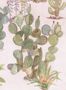 14634_3_Sian_Zeng_Desert_Desert_Pink_Sand-115730