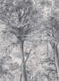 17938_01_Boråstapeter_Sketch_of_Trees_9630W-177053