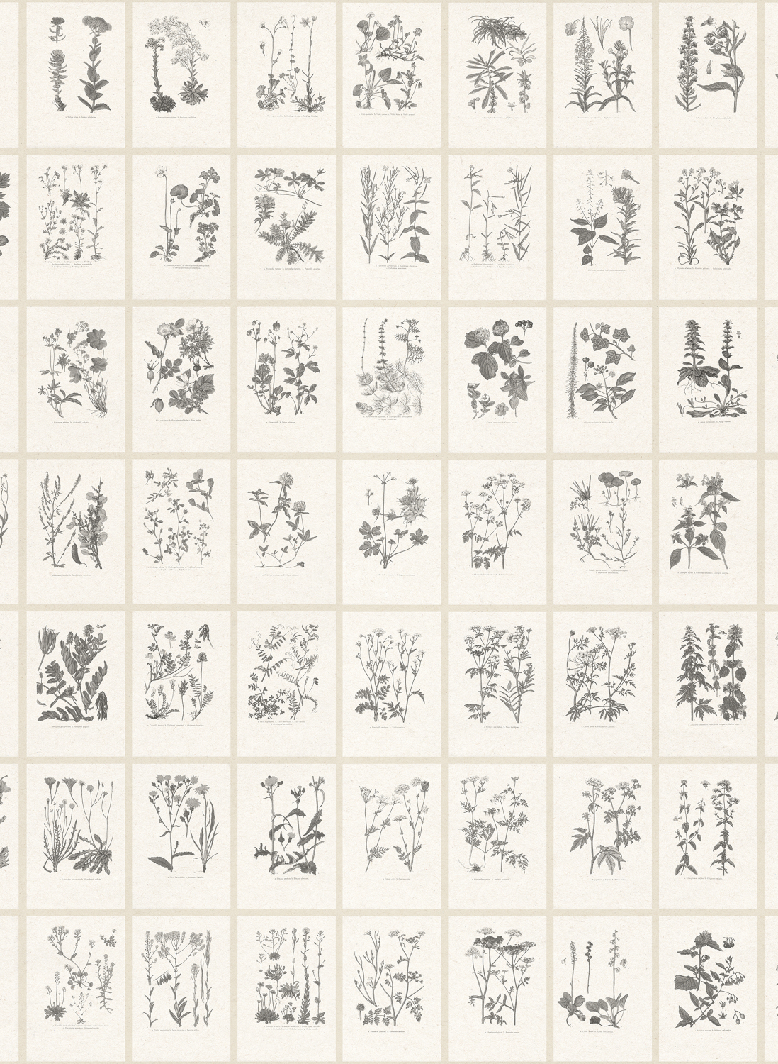 Wandbild Botanica - Graphite