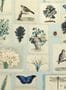 3665_2_john-derian_flora-and-fauna_pjd6001-02-30273