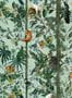 5580_1_MindTheGap_Wildlife-of-Papua_WP20528-94178