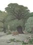 2920_6_rebel_walls_jungle_land_r14614-27455