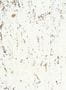 15227_01_CMO_Paris_Liege_Eclat_CMO_WLI_05_01-150037
