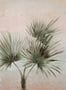 4600_1_eijffinger_palm_ombre_391564-54197
