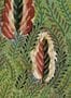 7126_1_Wandbild_Maquis_Elitis_Flower_power_TP_306_01-107030