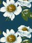 6808_2_Harlequin_Paeonia_112842-87949
